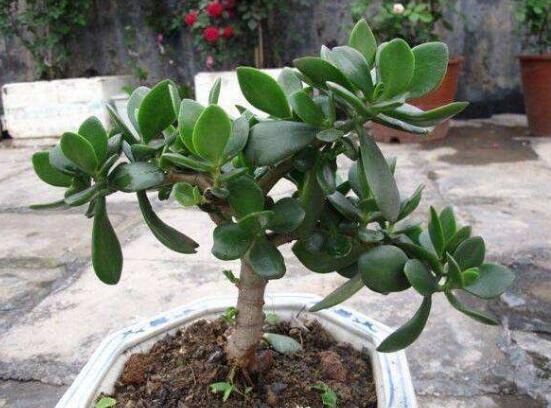 盆栽玉樹怎么養(yǎng)護(hù)，老農(nóng)總結(jié)七大養(yǎng)護(hù)方法