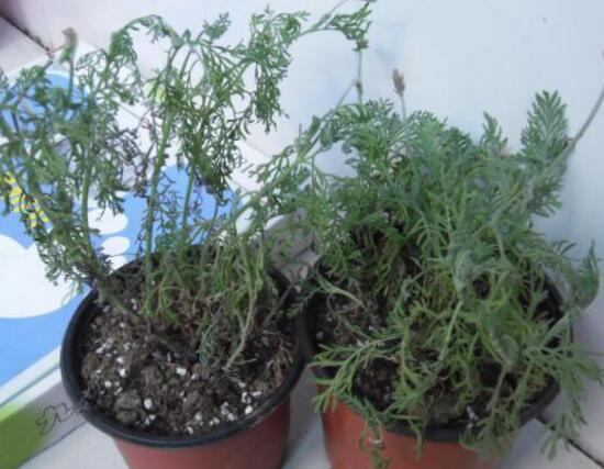 薰衣草葉子干枯怎么辦，教你正確的補(bǔ)救方法