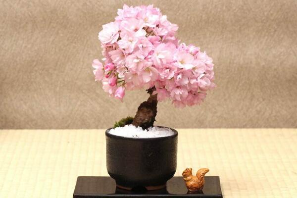 古代對(duì)櫻花的別稱