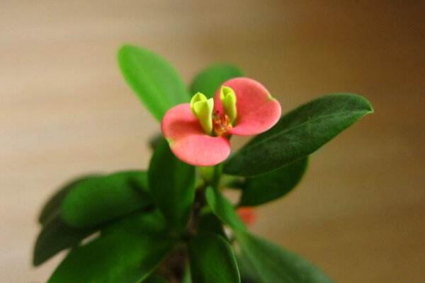 怎么讓虎刺梅開花，加強光照并保證養(yǎng)分充足