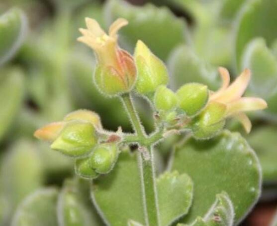 熊童子開花會(huì)死嗎，不會(huì)/適當(dāng)遮陰、及時(shí)降溫