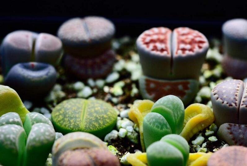 生石花皺了怎么辦，要警惕是這4種原因造成的