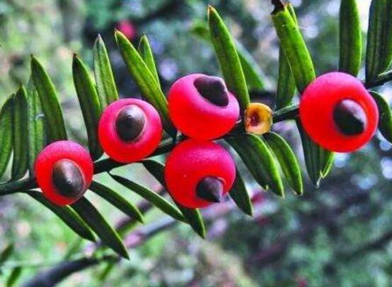 紅豆杉用什么土栽培好，疏松透氣、保水保肥