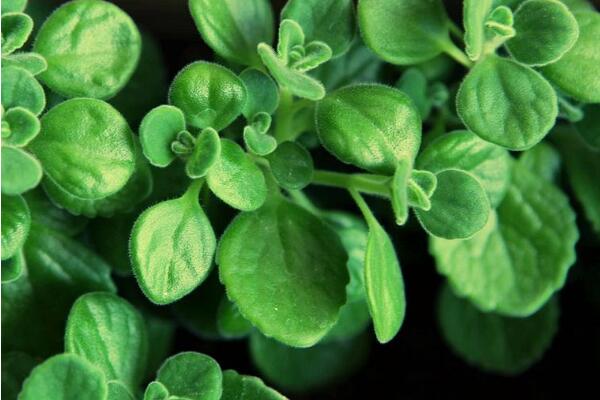 碰碰香有毒嗎，無(wú)毒但部分人對(duì)香味過敏