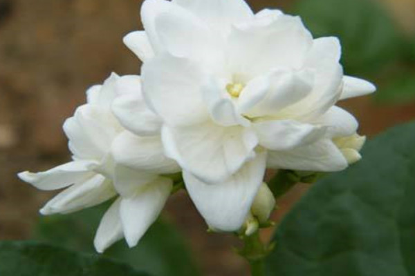 寶珠茉莉如何過(guò)冬