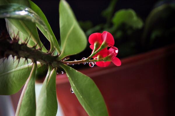 虎刺梅怎么修剪，適當(dāng)修剪可以促進(jìn)分枝、延長(zhǎng)花期