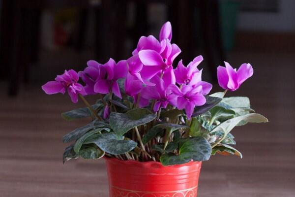 仙客來花期養(yǎng)護(hù)及花后管理，最重要的5個(gè)步驟