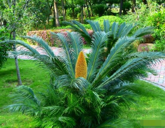 為什么蘇鐵不長新葉子，教你三種最直觀有效解決辦法