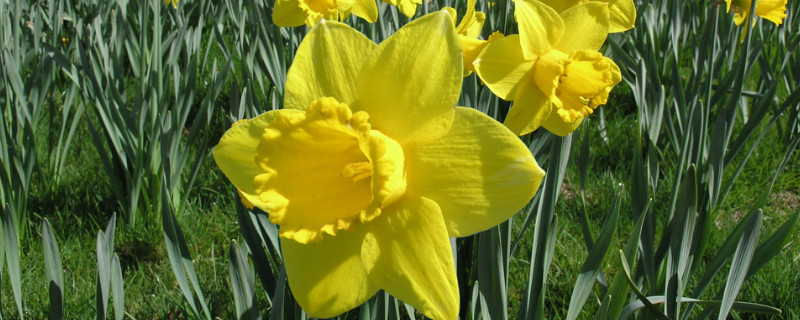 水仙開過(guò)花后還能養(yǎng)嗎