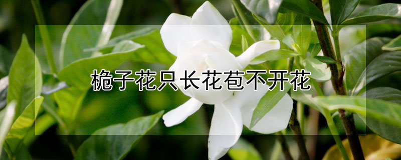 桅子花只長(zhǎng)花苞不開(kāi)花