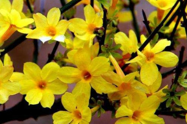 扦插的迎春花多長時間能開花