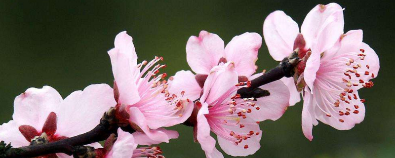 桃花好養(yǎng)嗎