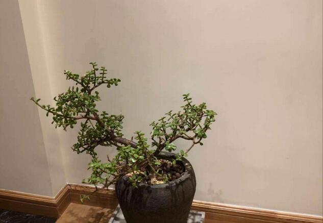 雅樂之舞的寓意，翩翩起舞的優(yōu)美姿態(tài)