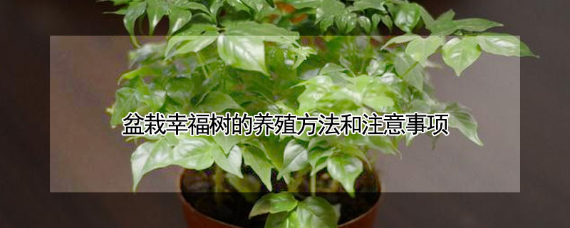 盆栽幸福樹(shù)的養(yǎng)殖方法和注意事項(xiàng)