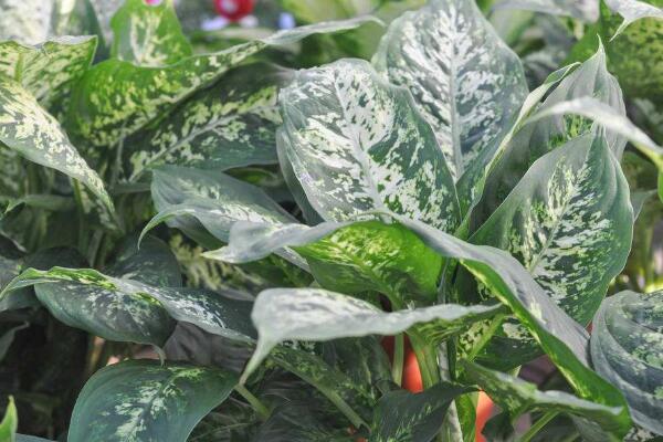 萬(wàn)年青開(kāi)花好嗎，寓意健康長(zhǎng)壽，吉祥如意