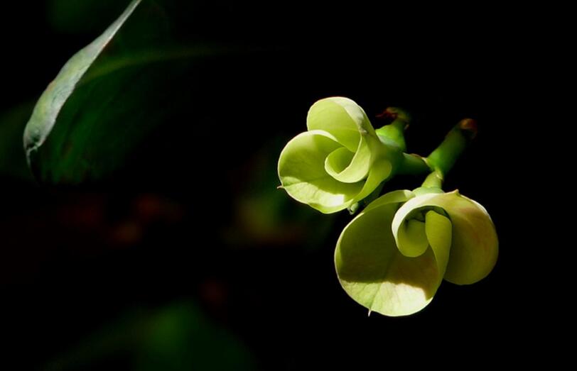 虎刺梅花期，養(yǎng)的好一年四季都可以開花