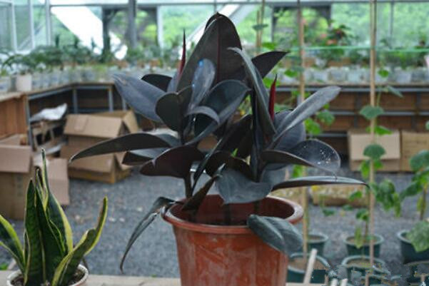 橡皮樹(shù)怎么移植，選擇透氣性較好的花盆很重要