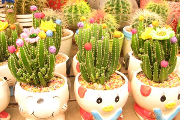 仙人掌的資料，簡介、種類以及價值