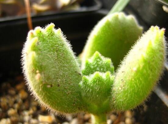 熊童子用什么土，腐葉土、園土、沙土最為合適