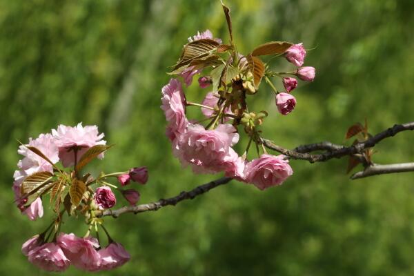 櫻花樹幾天澆一次水，春夏秋冬四季澆水各不相同