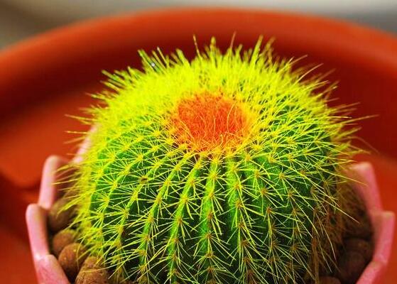 仙人球的養(yǎng)殖方法和注意事項，做好五個要點一年四季健康茂盛