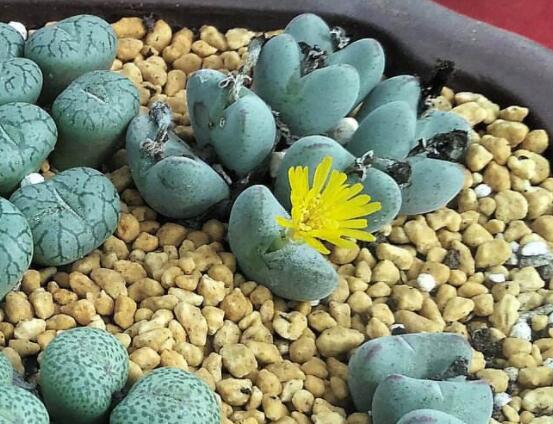 生石花怎么分株繁殖，教你一學(xué)就會(huì)五個(gè)基本步驟