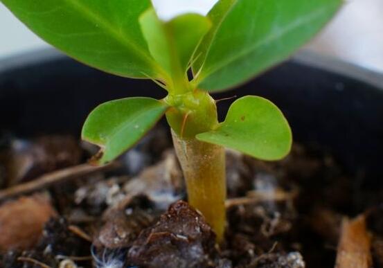 虎刺梅的繁殖方法，教你兩種最常用的繁殖方法(扦插與組培)