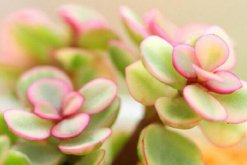 雅樂之舞花語是什么，沉默的愛、熱烈與光明