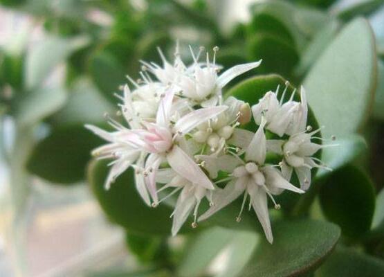 玉樹冬天怎么養(yǎng)，教你六個(gè)方法安然過(guò)冬