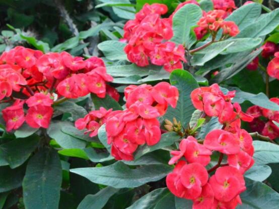 虎刺梅掉葉子怎么辦，四種原因以及解決方法