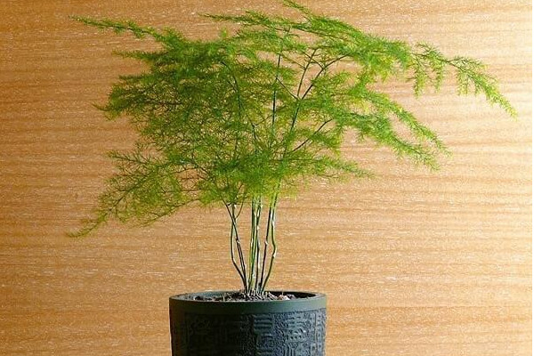 文竹怎么繁殖，播種繁殖/分株繁殖/扦插繁殖