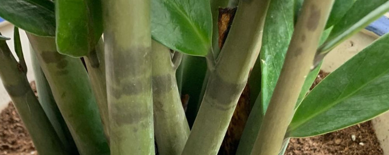 金錢樹(shù)移栽應(yīng)注意事項(xiàng)