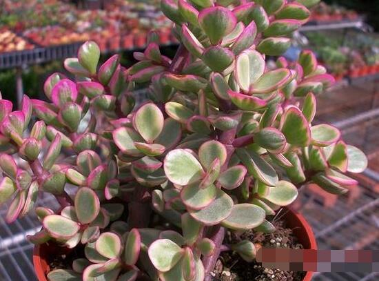 雅樂(lè)之舞怎么養(yǎng)才變紅，教你五種最快速變紅好方法