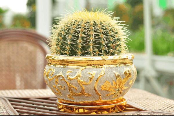 仙人掌的資料，簡介、種類以及價值