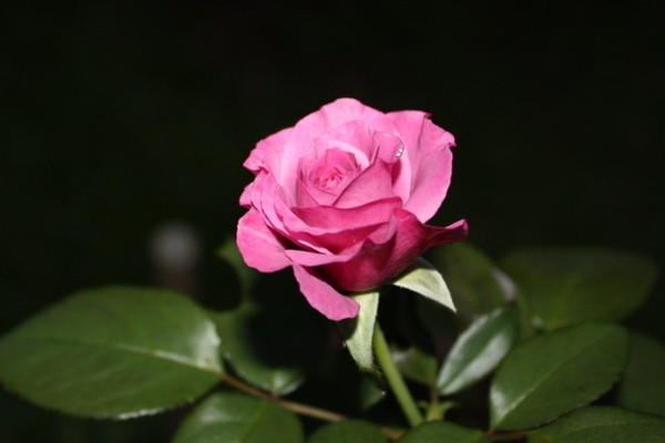 玫瑰花為什么會(huì)枯萎