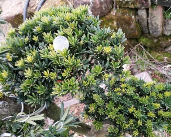 什么品種羅漢松最貴，珍珠羅漢松當(dāng)之無愧(售價高達上百萬)