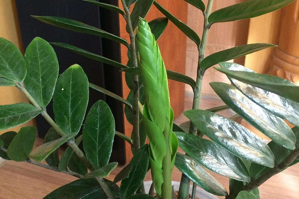 金錢樹能在室外過冬嗎