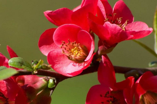 家里為什么不要養(yǎng)海棠