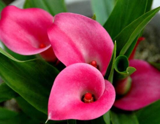 荷蘭馬蹄蓮的養(yǎng)殖方法，做好六個要點生長碧綠宜人