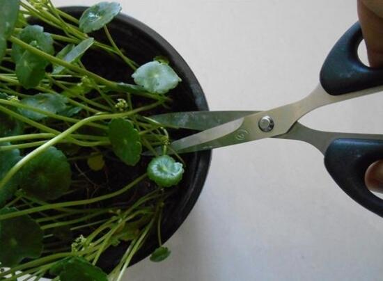 銅錢草怎么修剪，銅錢草剪掉葉子能活嗎