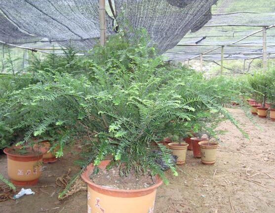 紅豆杉可以種庭院?jiǎn)?，可?幸福安康，家庭和睦