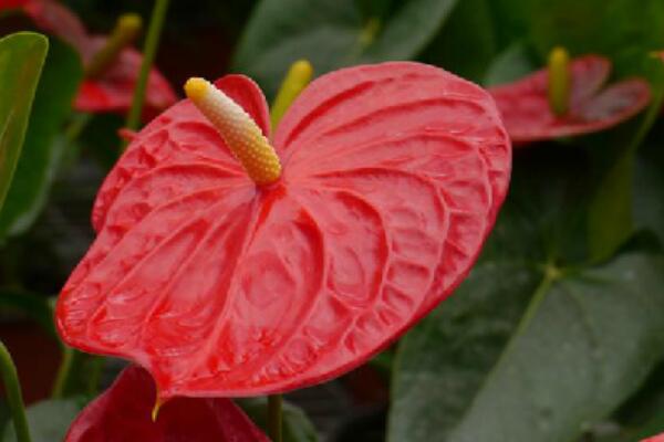 紅掌的寓意是什么，大展宏圖、火熱與希望