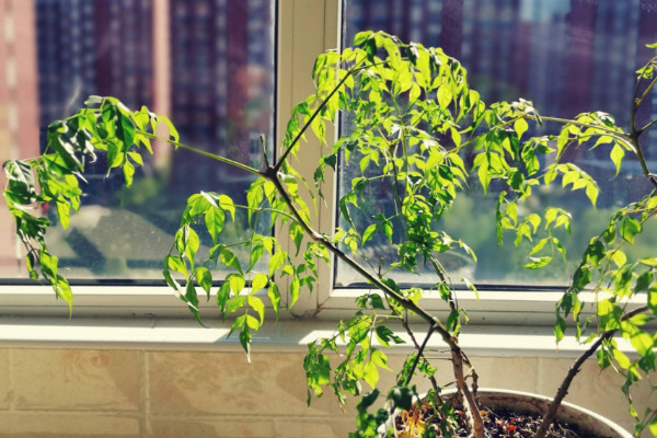 幸福樹(shù)如何修剪，摘心打頂/疏剪密枝等