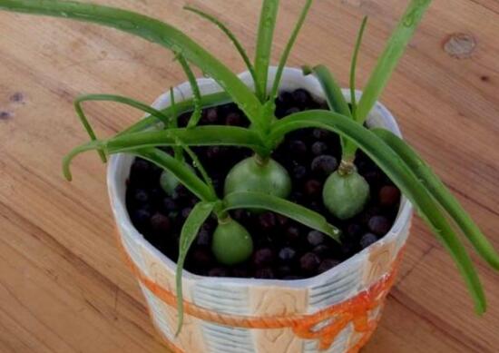 虎眼萬年青種子怎么種，萬年青的種植方法