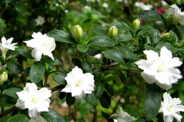 六月雪葉子干枯掉落，五種原因以及解決方法