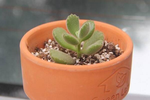 多肉熊童子的種植過(guò)程，熊童子種植詳細(xì)步驟介紹