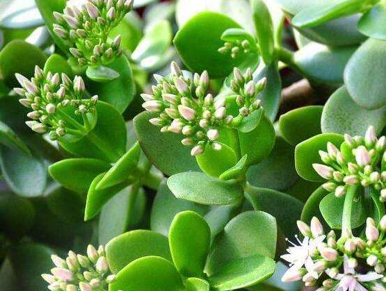 玉樹常見(jiàn)的病蟲害防治，教你四種辦法簡(jiǎn)單學(xué)會(huì)