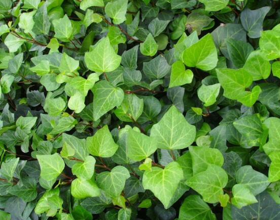 常春藤的養(yǎng)殖方法和注意事項(xiàng)，老農(nóng)總結(jié)八大基本方法