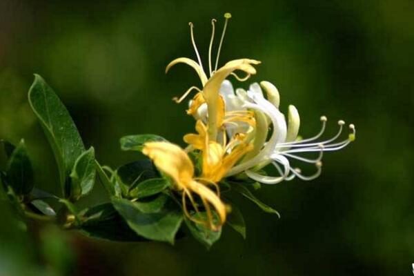 金銀花樹苗的種植方法，種后養(yǎng)護(hù)非常關(guān)鍵