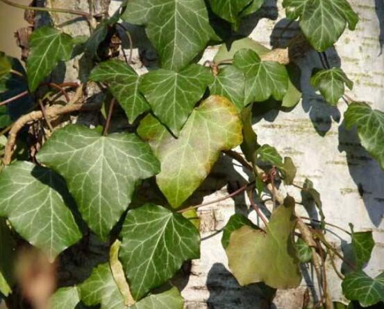 常春藤扦插步驟圖解，老農(nóng)總結(jié)六點(diǎn)最最簡易的基本步驟